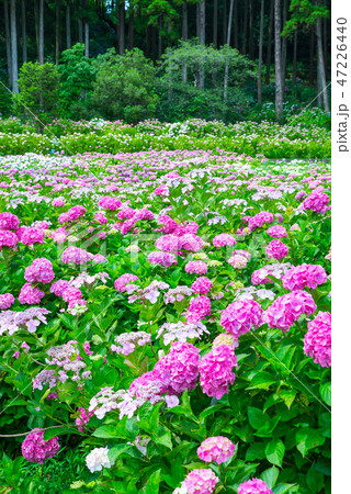 満開の紫陽花 (千葉県茂原市 服部農園あじさい屋敷) 2018年6月 満開の紫陽花 (千葉県茂原市 服部農園あじさい屋敷) 2018年6月 47226440