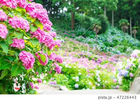 満開の紫陽花 （千葉県茂原市 服部農園あじさい屋敷） 2018年6月 47226443