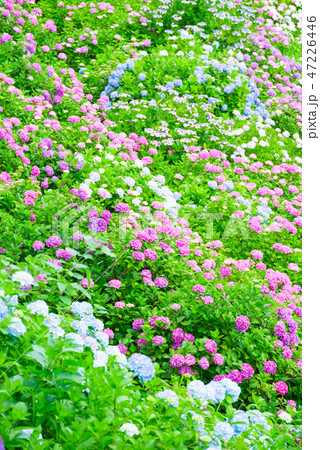 満開の紫陽花 （千葉県茂原市 服部農園あじさい屋敷） 2018年6月 47226446