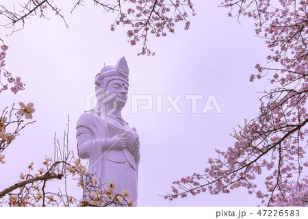 船岡平和観音像 桜のハート形背景 船岡平和観音像 桜のハート形背景 47226583