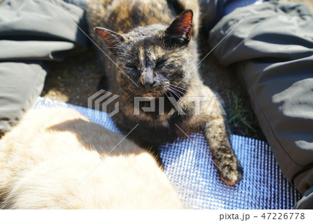 猫・野良猫・錆柄・さびちゃん・茶トラ・命名・チャー坊・オス・可愛い・快晴・股間・昼寝・ゴロゴロ 猫・野良猫・錆柄・さびちゃん・茶トラ・命名・チャー坊・オス・可愛い・快晴・股間・昼寝・ゴロゴロ 47226778