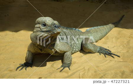 Big colorful lizard on the stone big lizard 47227321