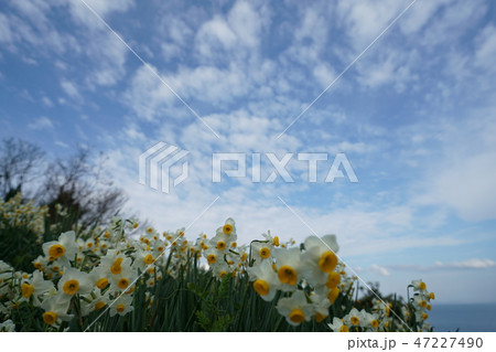 水仙・快晴・一月・愛媛県・伊予市・双海・下灘・二ホンズイセン 47227490