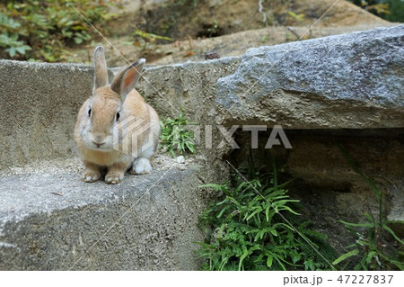 大久野島(うさぎと毒ガスの島) 大久野島(うさぎと毒ガスの島) 47227837