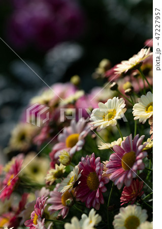 マーガレット マーガレット 47227957