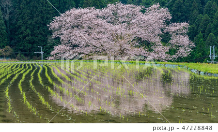 奈良県諸木野の桜1 47228848