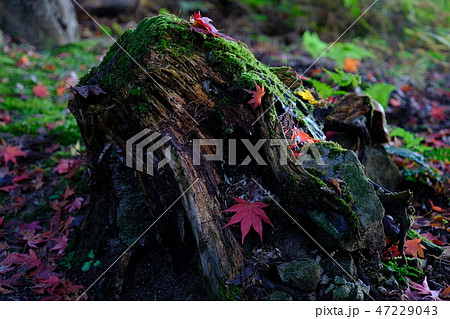 切り株と紅葉 切り株と紅葉 47229043