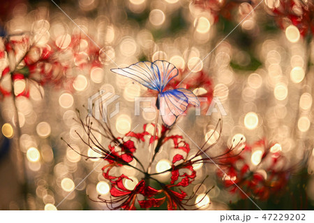 キャンドルナイト2018 47229202