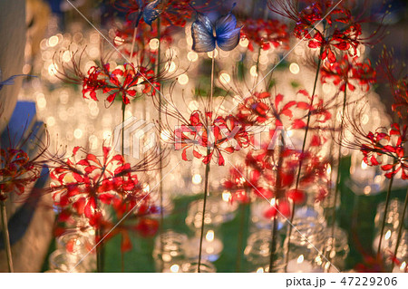 キャンドルナイト2018 47229206