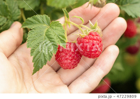 Red ripe raspberries branch on female palm  47229809