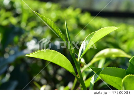 スリランカ紅茶の茶葉　芯芽　ゴールデン・ティップ　ヌワラエリア　ディンブラ地方　セイロン 47230083