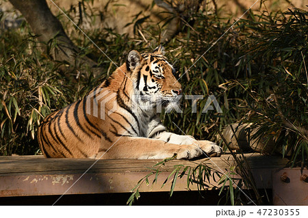 多摩動物公園のトラ 多摩動物公園のトラ 47230355