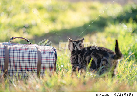 たびネコ たびネコ 47230398