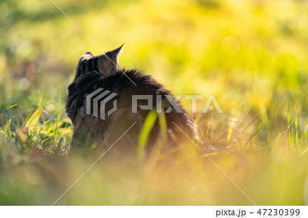 日差しを浴びるねこ 日差しを浴びるねこ 47230399