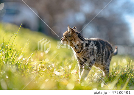 何かを見つけたねこ 何かを見つけたねこ 47230401