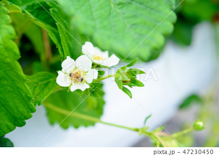 いちごの花と蜂 47230450