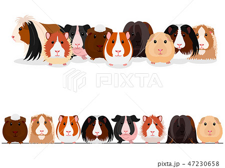 モルモット　ボーダー　グループ 47230658