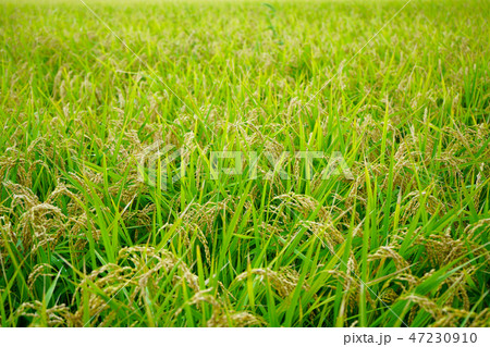 稲穂 47230910