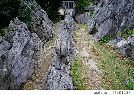 1月 沖縄本島346大石林山 1月 沖縄本島346大石林山 47231257