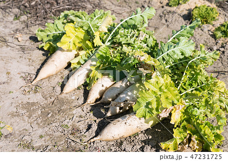 畑の大根 47231725