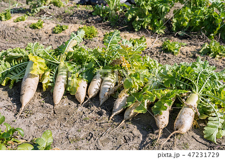 畑の大根 47231729