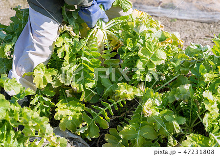 大根を引き抜く農夫 47231808