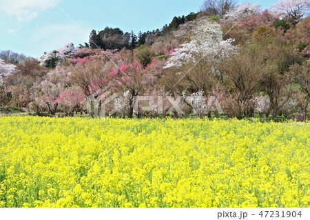 花見山公園 47231904