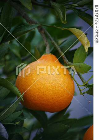 せとか せとか 47232078