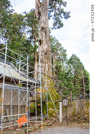 山梨県　身延山久遠寺（みのぶさんくおんじ）　奥ノ院横の日蓮聖人が植えた４本の杉 47232498