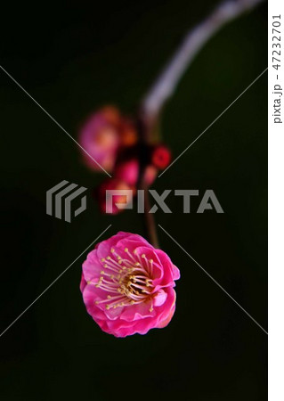 紅梅 紅梅 47232701