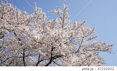 満開の桜と青空 47232932