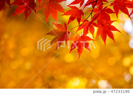 鮮やかな紅葉のクローズアップとコピースペース 47233190