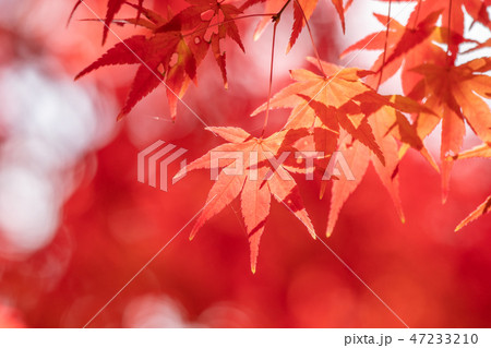 鮮やかな紅葉のクローズアップとコピースペース 47233210