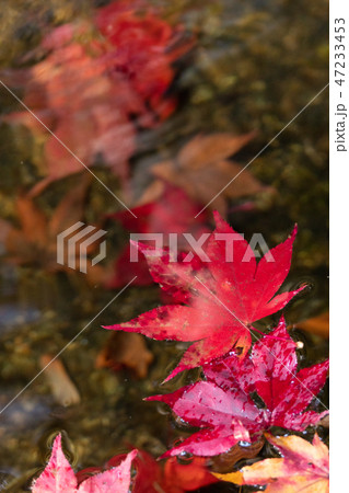 水面の鮮やかな紅葉 47233453