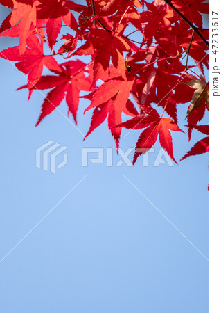 紅葉と青空のコピースペース 紅葉と青空のコピースペース 47233617
