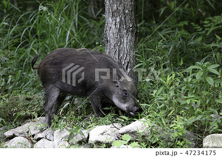 野生のイノシシ 47234175
