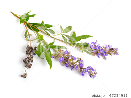 Vitex agnus-castus, also called vitex 47234911