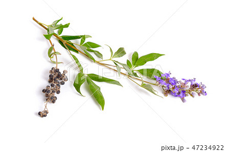Vitex agnus-castus, also called vitex Vitex agnus-castus, also called vitex 47234922
