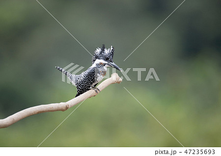 Adult male Crested kingfisher Adult male Crested kingfisher 47235693