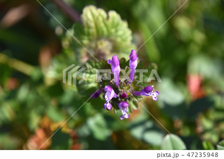 ホトケノザ(仏の座) ホトケノザ(仏の座) 47235948