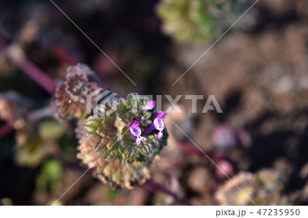 ホトケノザ（仏の座） 47235950