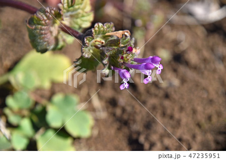 ホトケノザ(仏の座) ホトケノザ(仏の座) 47235951
