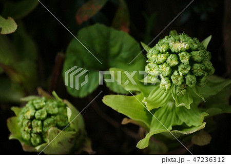 フキノトウ 47236312