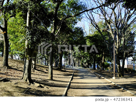 横浜 都筑区 川和 遊歩道 緑道 横浜 都筑区 川和 遊歩道 緑道 47236341