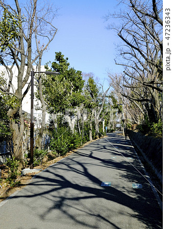 横浜　都筑区　川和　遊歩道　緑道 47236343