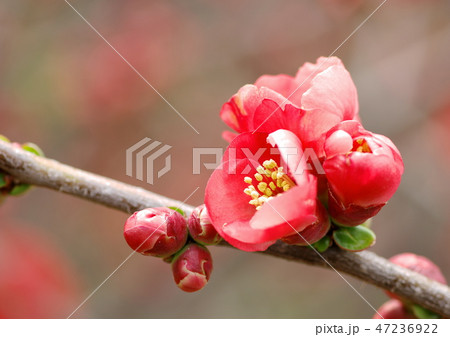 ボケの花 ボケの花 47236922