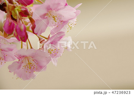 河津桜の接写 河津桜の接写 47236923
