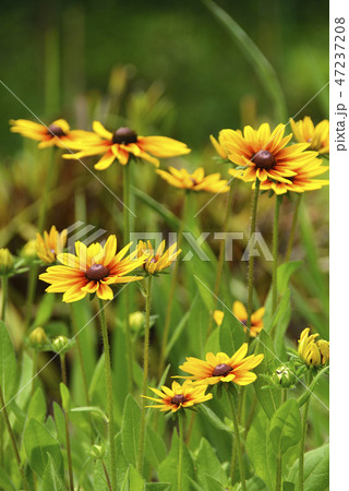 ルドベキアの花の写真素材