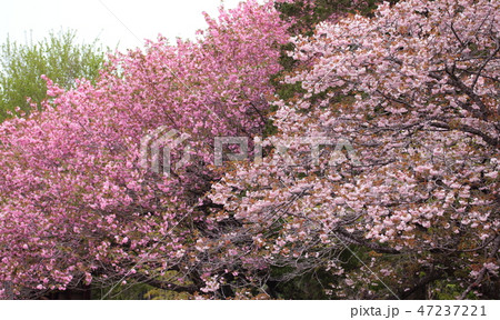 桜 桜 47237221