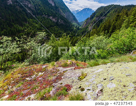 Summer Alps mountain, Switzerland Summer Alps mountain, Switzerland 47237545
